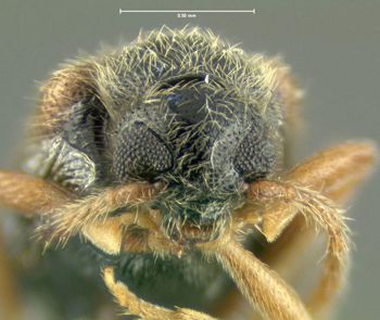 Media type: image;   Entomology 613379 Aspect: head frontal view
